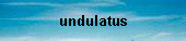 undulatus